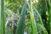 Libellula fulva